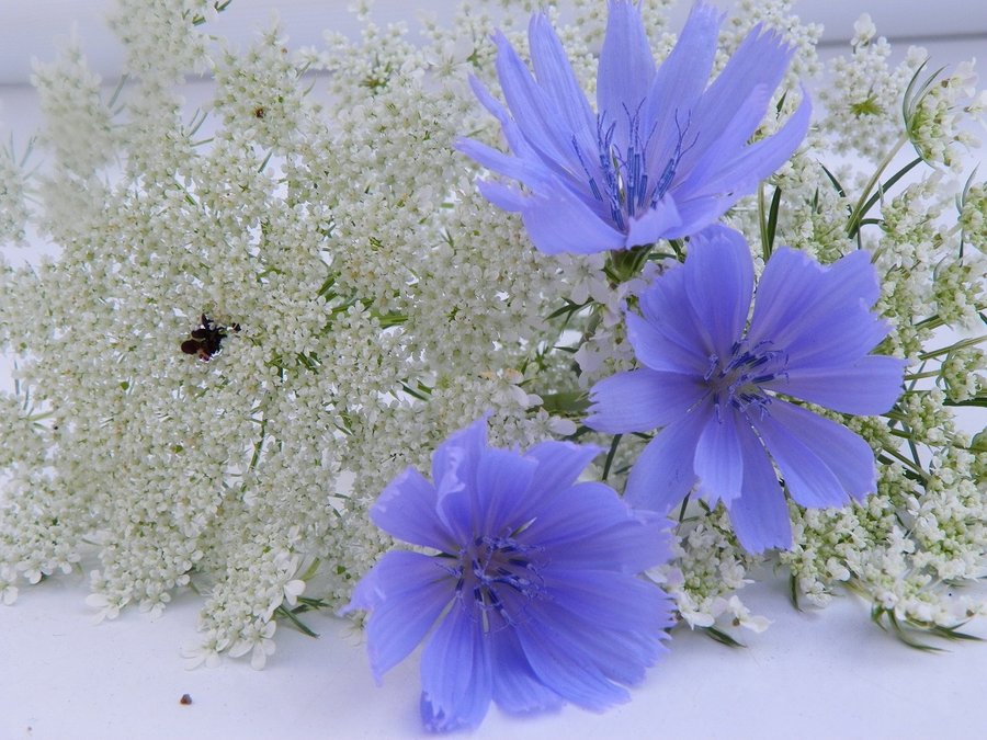 flowers, blue, pretty and winter