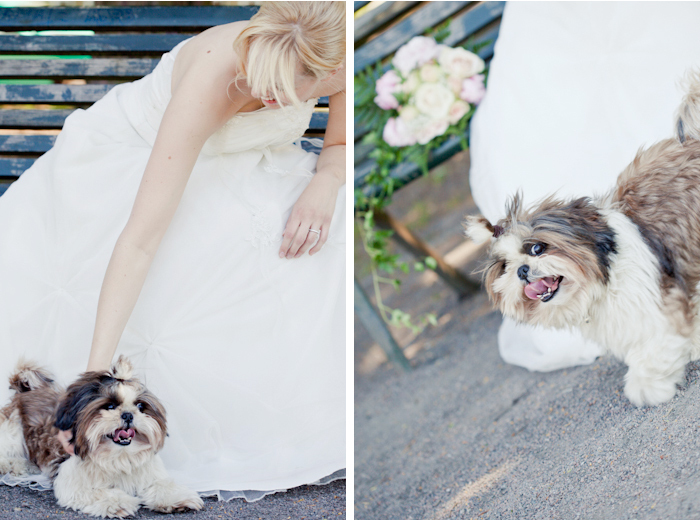 bride, dog and cute