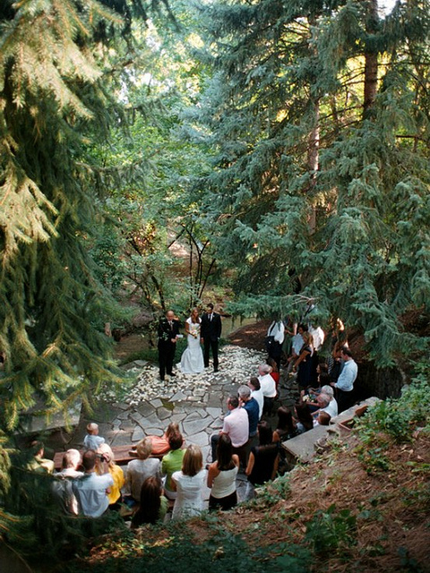 trees, nature, theme and forest