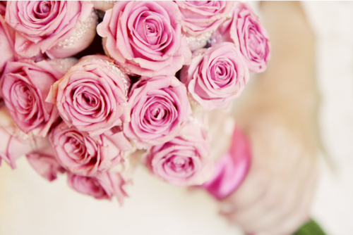 pink roses, pinkx and pink