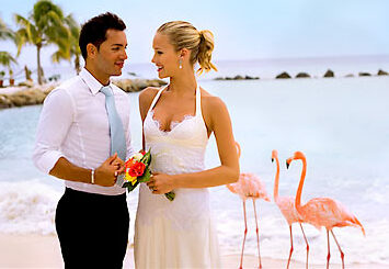 flamingo, bride and beach