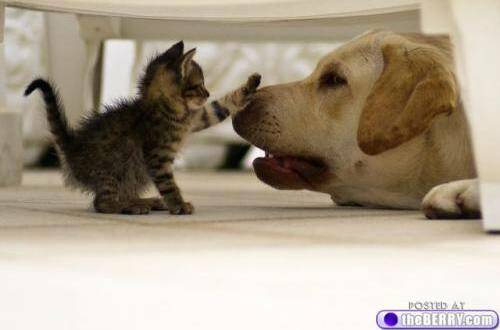 cute, dog and photo