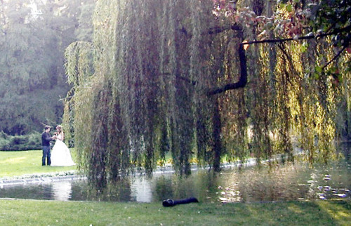 nature, willow tree and tree