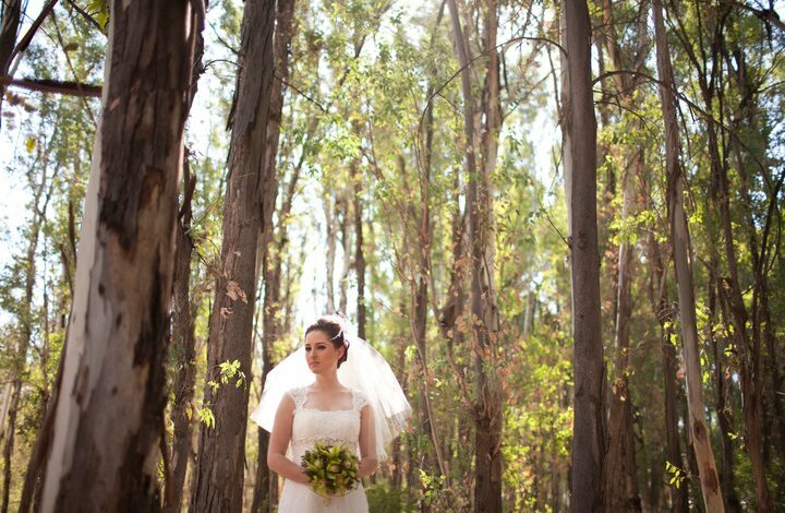 trees, dress, white and sweet