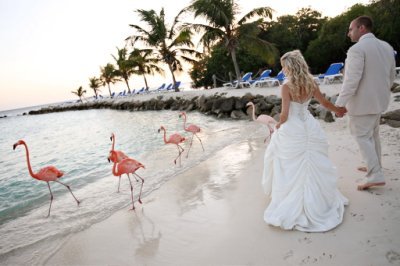 palm trees, flamingos and beautiful