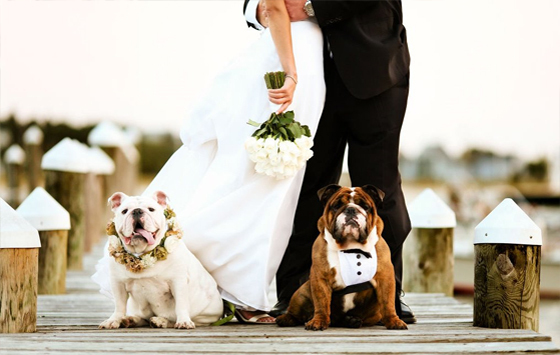 funny, dog and cute