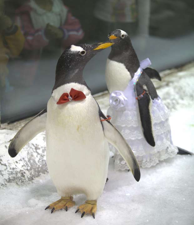 pinguin and cute