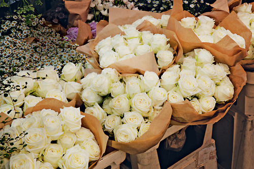 roses, fashion and kate moss