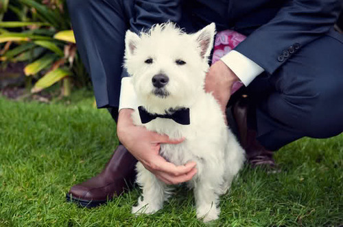 cute, westie and bow tie