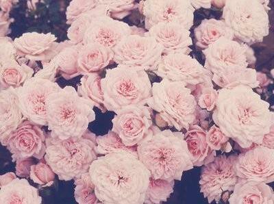 flowers, pink and sweet