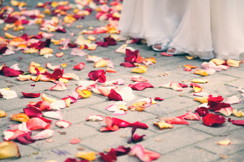 rose, beautiful and ground