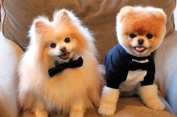 cute, dog, love and sweet