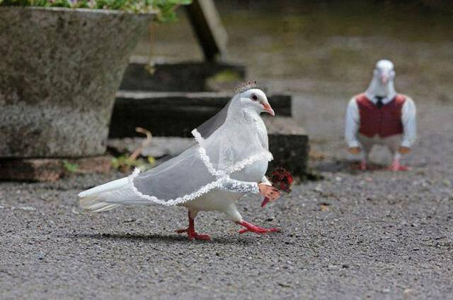 cute, love and marrige
