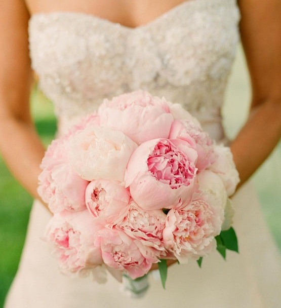 rosas, love and flower
