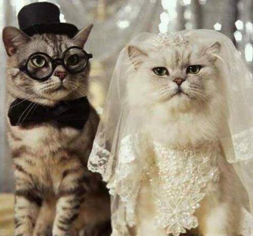 cute, groom, bride and kitten