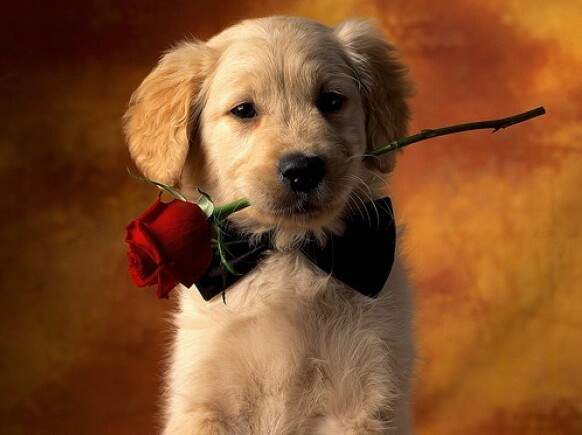 cute, baby and proposal