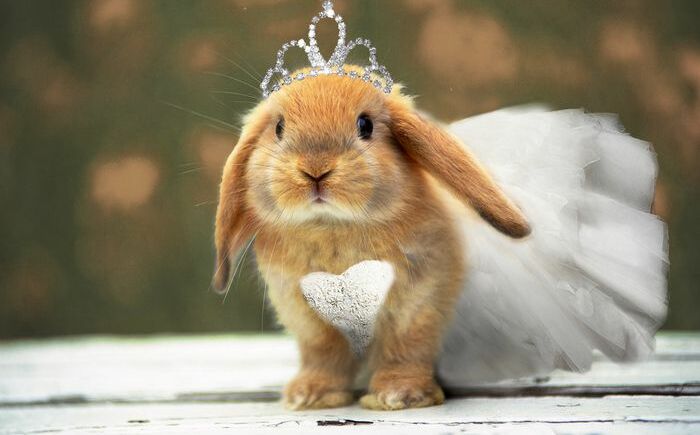 cute, animal and dress