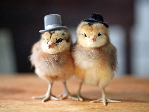 hats, yellow and cute