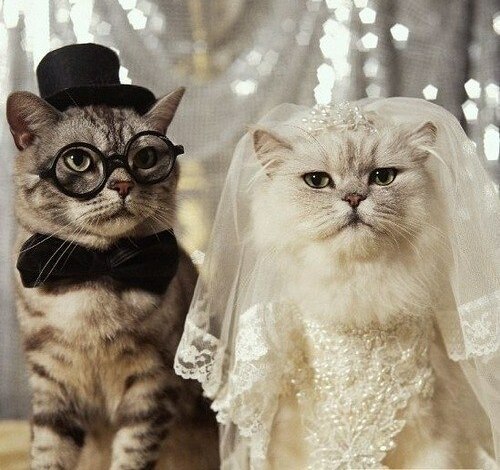 cat and cat wedding