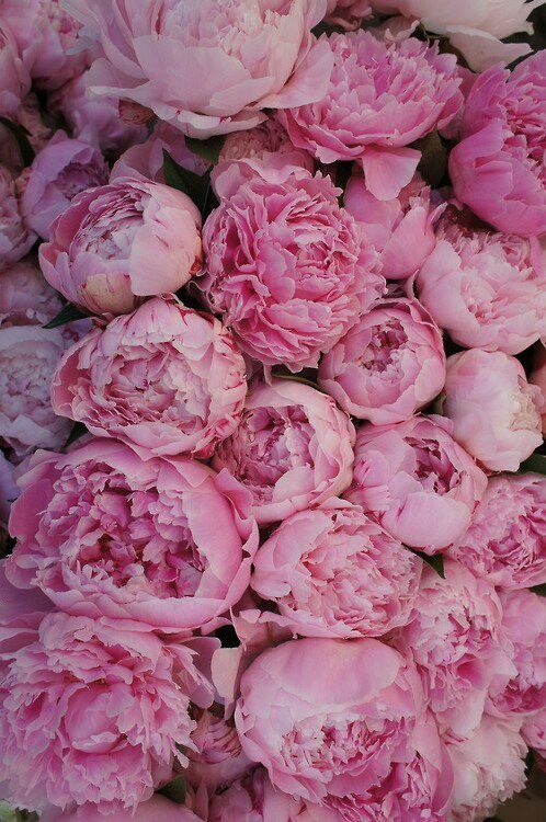 luxury, nice, flowers and girls