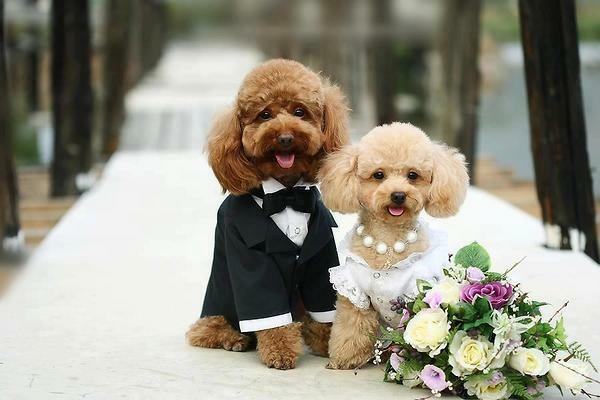 bride, groom and suite