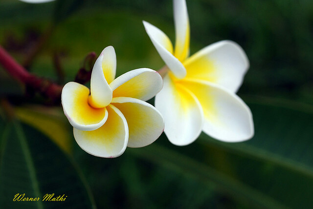 yellow, plumeria and casamento