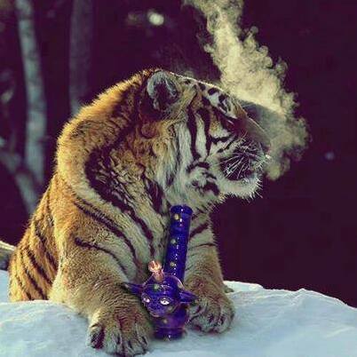 thebest, weed and smoke