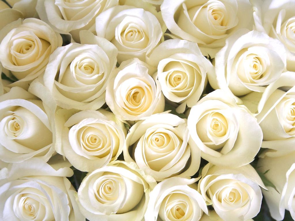 cream, roses, nice and bouquet