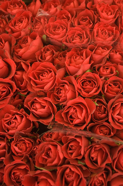 nature, fashion and rose
