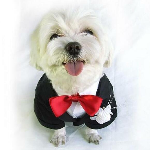 costumes, funny, suit and wed