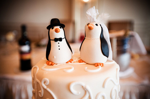 black, food and pinguins