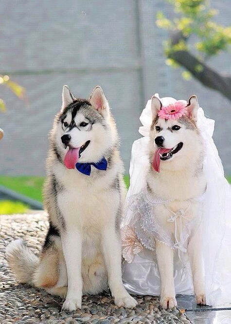 animals, marriage, husky and cute