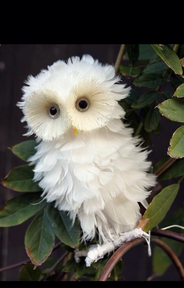 luckly, animal, like and white