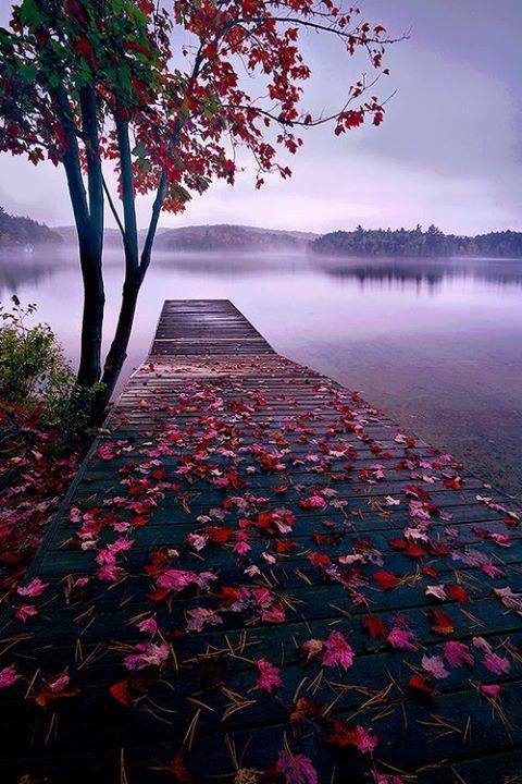 lake, romance, bridge and romantic wedding place