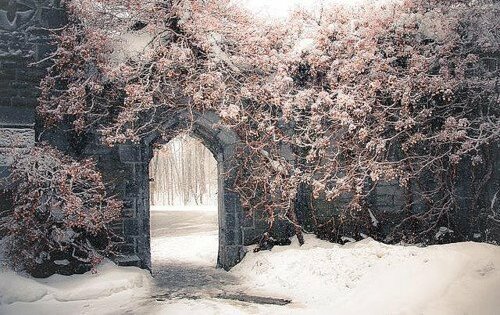 blossom, architecture and yard