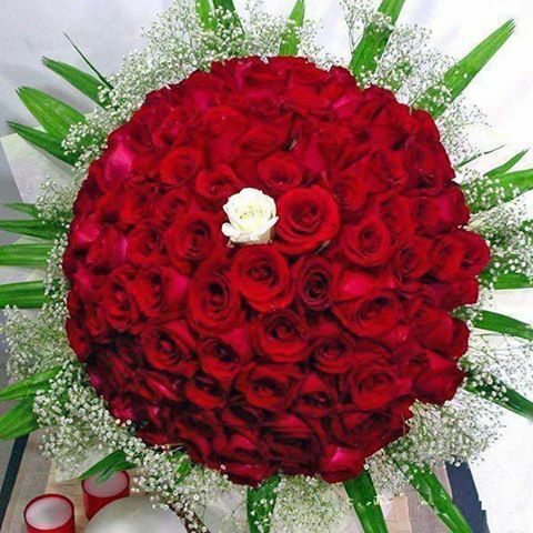 nice, red roses, red and flowers