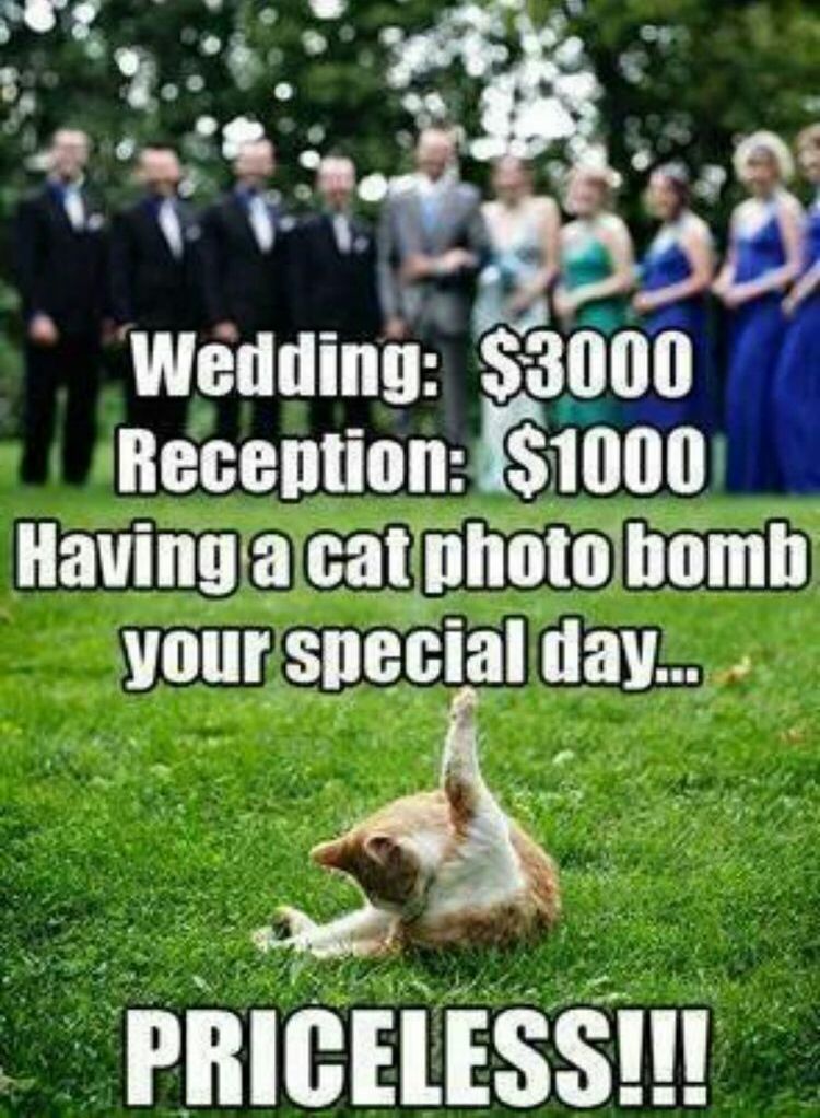 weddings, cats fail, funny and cats
