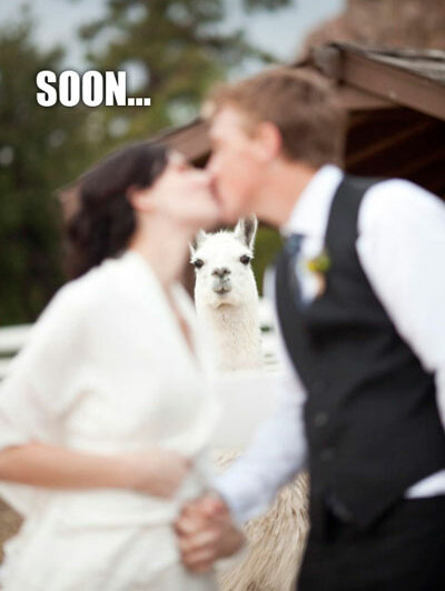 photobombing, haha and llama