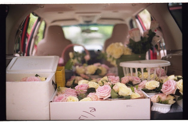 pink, nice and roses