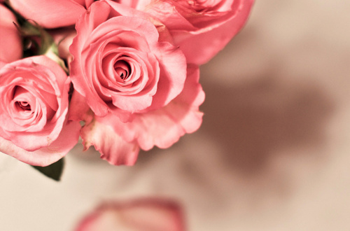 pink roses, pink flowers and beautiful