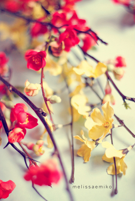 lovely, shishi and pretty