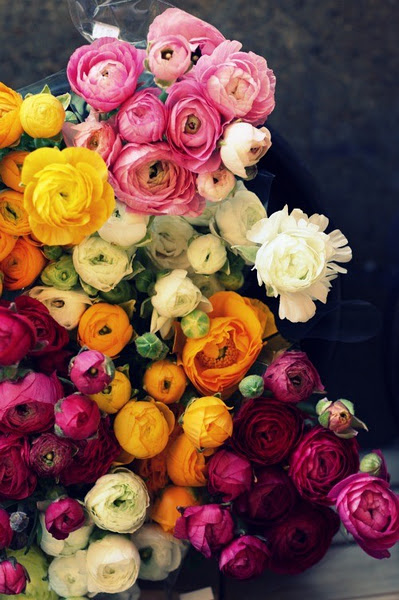 french, peony and flowers