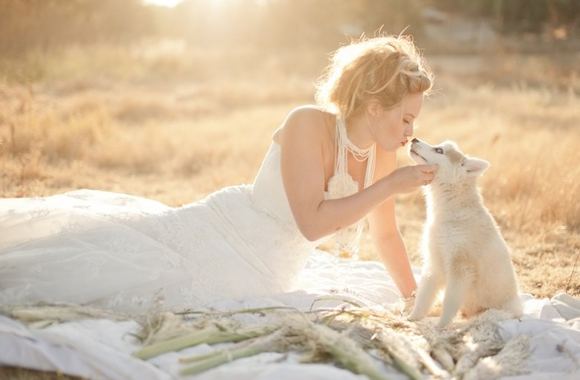 bride, husky and winter