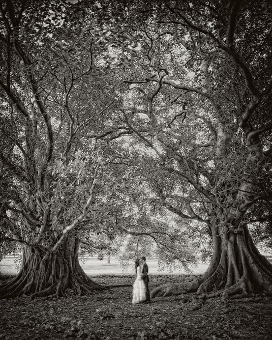 wedding photography, omfg and trees