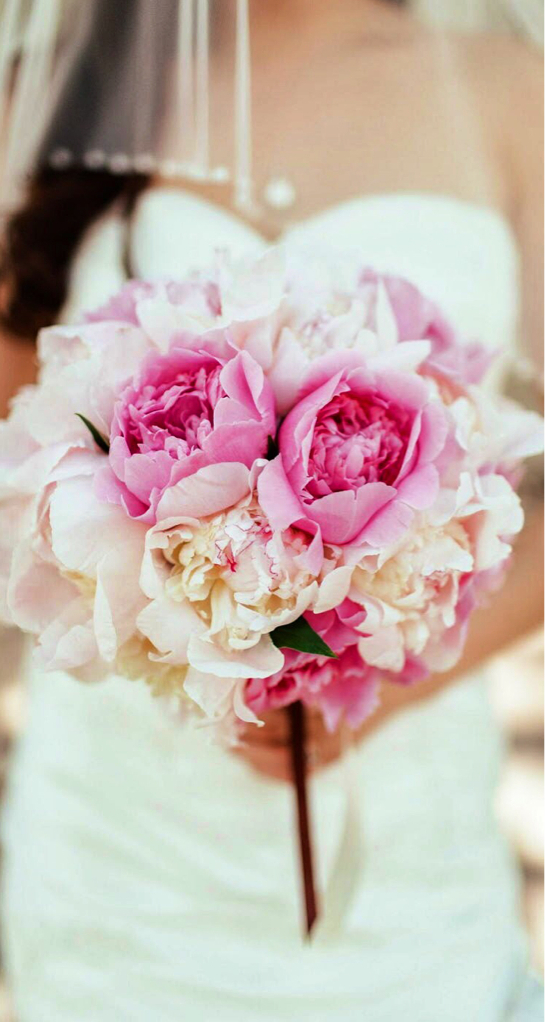 peony, fragrant, flowers and white