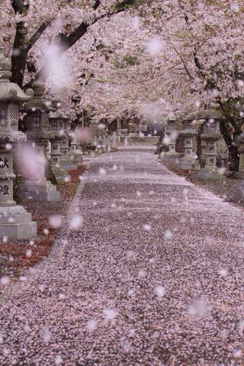 wonderful, ❤️, tree and Dream