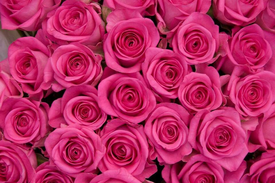 رائع, natural, pink roses and romantic