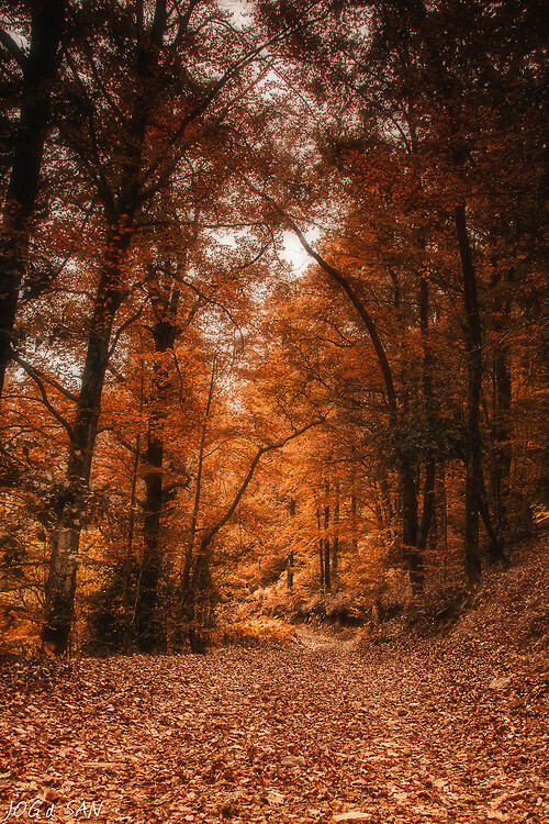 nature, beautiful, scenery and orange