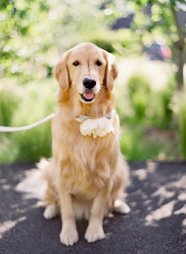 pet, weddings, dog and pets