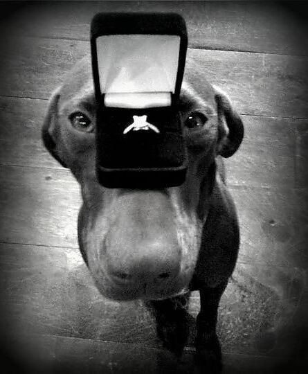dogs, ring and proposal